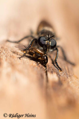 Choerades ignea (Zinnober-Mordfliege) Weibchen, 25.9.2023