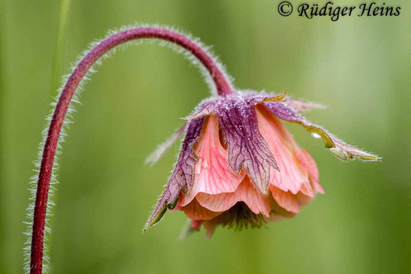 Geum rivale (Bach-Nelkenwurz), 17.5.2008