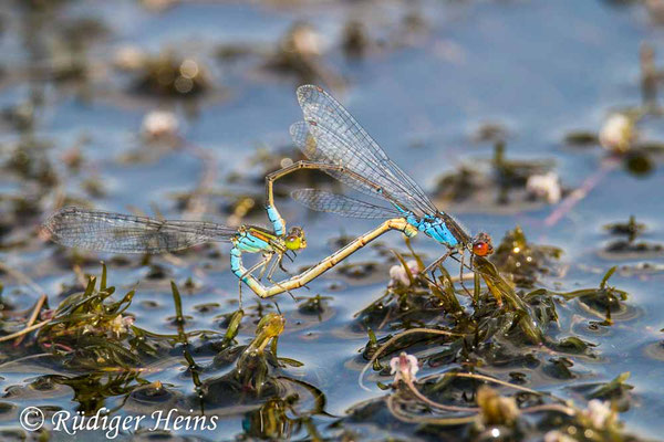 Erythromma viridulum (Kleines Granatauge) Paarung, 12.8.2021