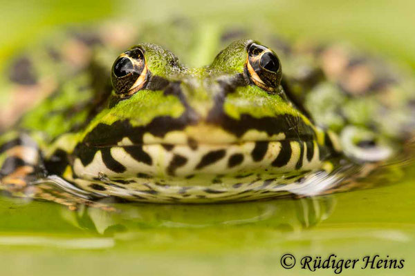 Pelophylax kl. esculentus (Teichfrosch), 1.9.2013