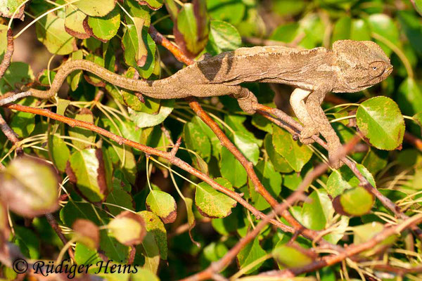 Chamaeleo chamaeleon (Europäisches Chamäleon), 22.10.2008