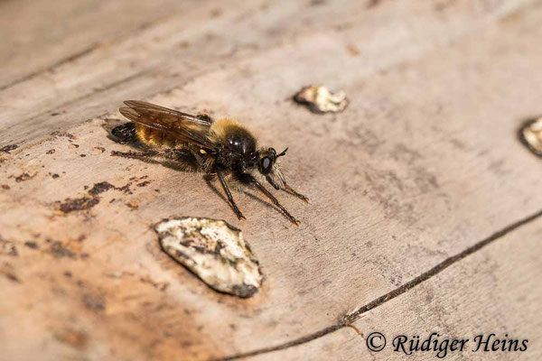 Laphria flava (Gelbe Mordfliege) Männchen, 29.6.2020