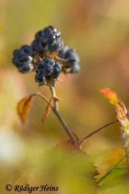 Rubus caesius (Kratzbeere), 20.8.2024
