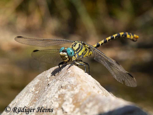 Onychogomphus uncatus (Große Zangenlibelle) Männchen, 20.6.2017
