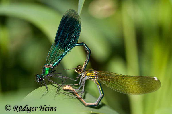 Calopteryx splendens (Gebänderte Prachtlibelle) Paarung, 23.5.2009