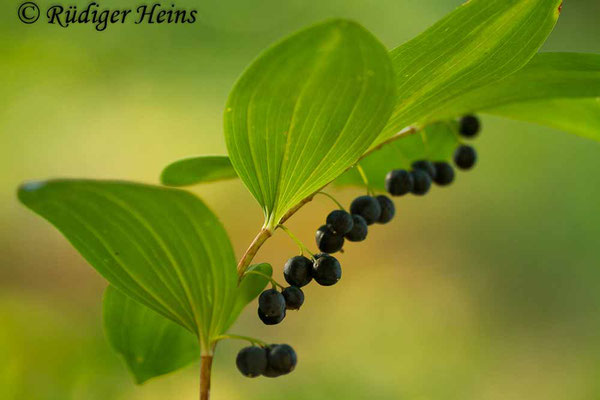 Polygonatum multiflorum (Vielblütige Weißwurz), 13.9.2016