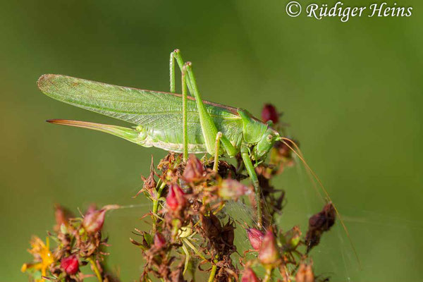 Tettigonia viridissima (Grünes Heupferd) Weibchen, 18.9.2017