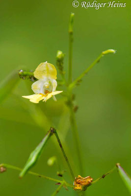 Impatiens parviflora (Kleines Springkraut), 5.8.2019