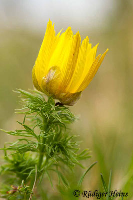 Adonis vernalis (Frühlings-Adonisröschen), 3.5.2015