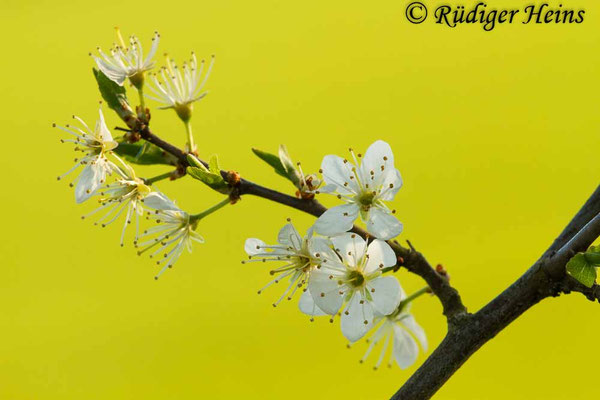Prunus spinosa (Schlehe oder Schwarzdorn)