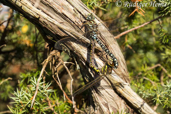 Aeshna subarctica, Hochmoor-Mosaikjungfer, Paarung