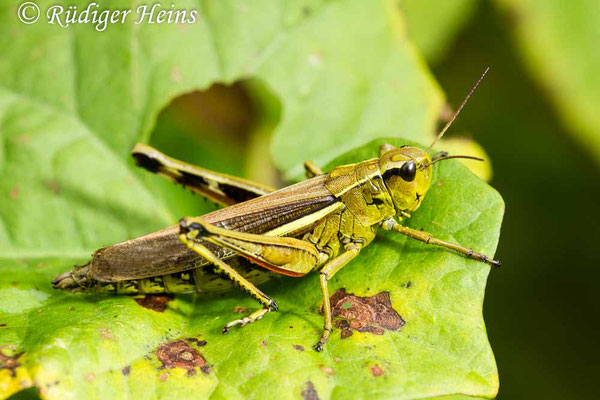 Stethophyma grossum (Sumpfschrecke) Weibchen