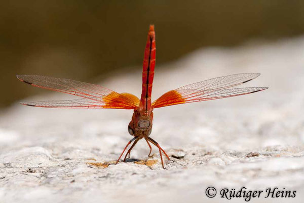 Trithemis kyrbii (Gefleckter Sonnenzeiger) Männchen