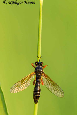 Dioctria cothurnata (Beulen-Habichtsfliege) Weibchen, 10.8.2020