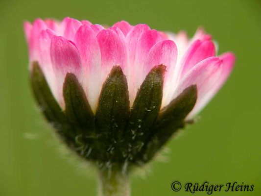 Bellis perennis (Gänseblümchen)