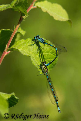 Coenagrion pulchellum (Fledermaus-Azurjungfer) Tandem, 9.5.2018