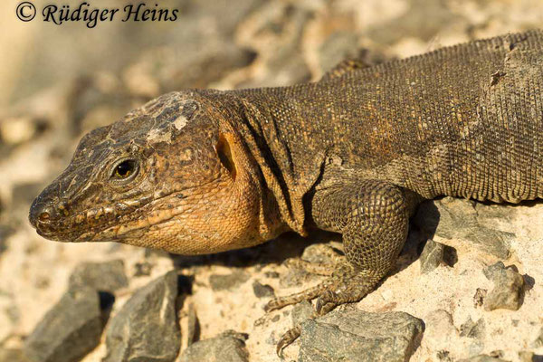 Gallotia stehlini (Gran-Canaria-Rieseneidechse) Männchen, 1.8.2015