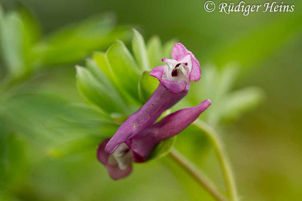 Corydalis intermedia, Mittlerer Lerchensporn