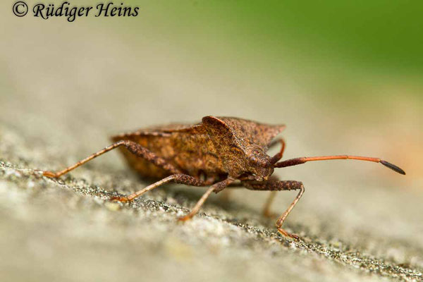 Coreus marginatus (Lederwanze), 26.4.2019