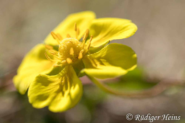 Potentilla reptans (Kriechendes Fingerkraut)