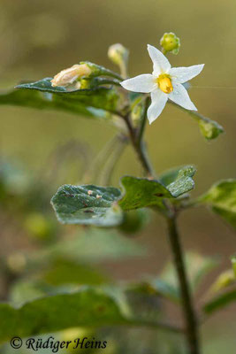 Solanum nigrum (Schwarzer Nachtschatten), 7.11.2020