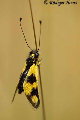 Libelloides macaronius (Östlicher Schmetterlingshaft), 4.7.2016