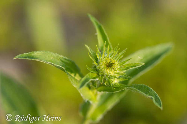 Inula britannica (Wiesen-Alant), 20.8.2024