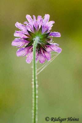 Knautia arvensis (Acker-Witwenblume), 9.8.2015