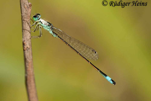 Ischnura graellsi (Spanische Pechlibelle) Männchen, 16.7.2011