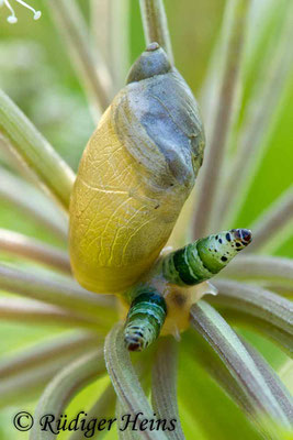 Succinea putris (Gemeine Bernsteinschnecke) mit Parasit (Leucochloridium paradoxum), 19.7.2018