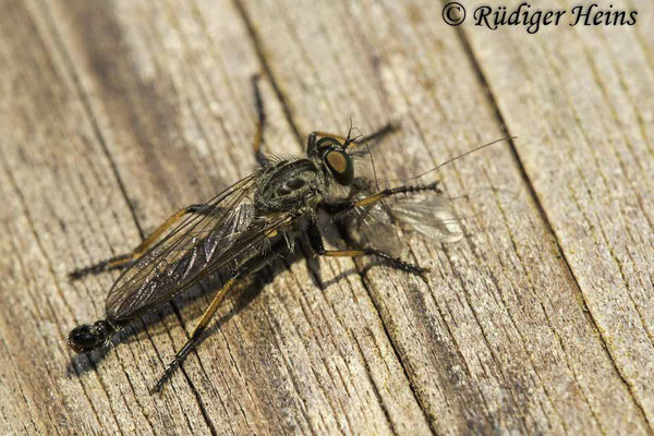 Neoitamus cyanurus (Gemeiner Strauchdieb) Männchen, 6.7.2023