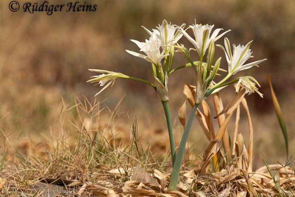 Pancratium maritimum (Dünen-Trichternarzisse oder Strandlilie)