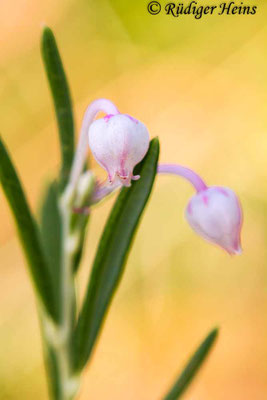 Andromeda polifolia, Rosmarinheide