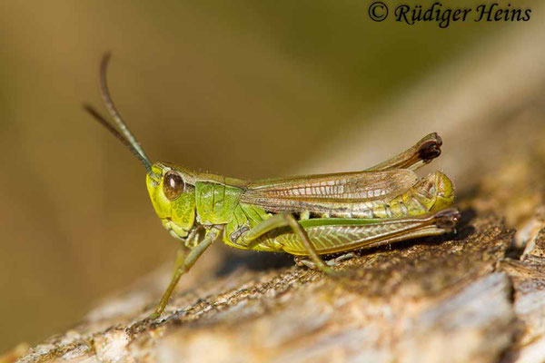 Pseudochorthippus parallelus (Gemeiner Grashüpfer) Männchen, 2.9.2017