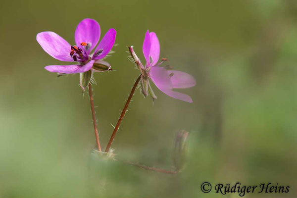 Erodium cicutarium (Gewöhnlicher Reiherschnabel), 10.5.2023