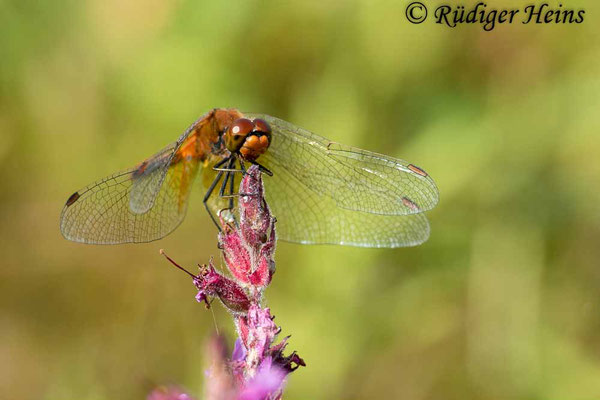 Sympetrum flaveolum (Gefleckte Heidelibelle) Männchen, 29.8.2018