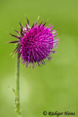 Carduus nutans (Nickende Distel), 19.7.2017