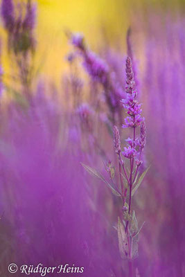 Lythrum salicaria (Gewöhnlicher Blutweiderich), 31.7.2020