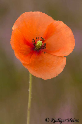 Papaver dubium (Saat-Mohn), 18.8.2017