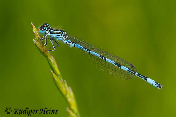 Coenagrion mercuriale (Helm-Azurjungfer) Männchen, 21.5.2015