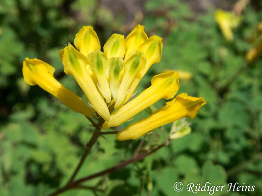 Pseudofumaria lutea (Gelber Lerchensporn), 16.6.2020