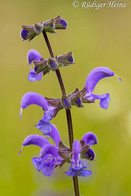 Salvia pratensis (Wiesensalbei), 5.6.2024