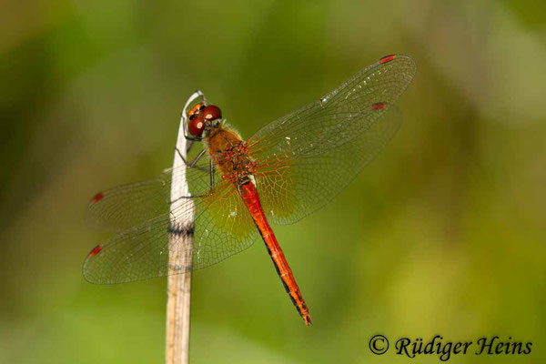 Sympetrum flaveolum (Gefleckte Heidelibelle) Männchen, 8.8.2018