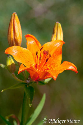 Lilium bulbiferum (Feuer-Lilie), 24.6.2007