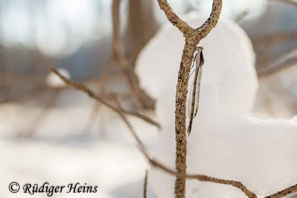 Weibchen der Gemeinen Winterlibelle