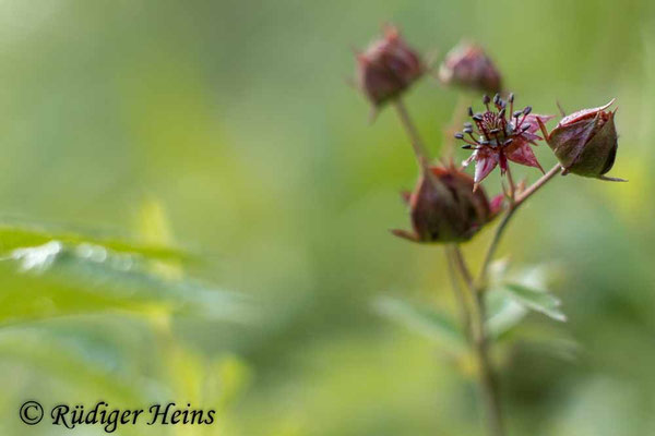Comarum palustre (Sumpf-Blutauge)