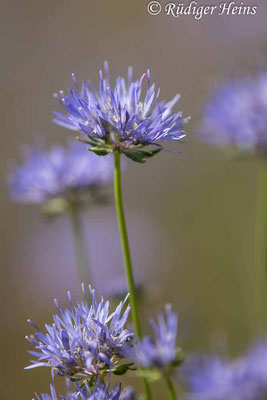 Jasione montana (Berg-Sandglöckchen), 15.7.2024