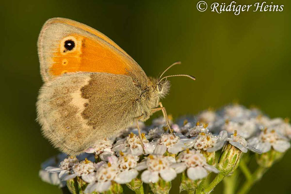 Maniola jurtina (Großes Ochsenauge) Weibchen, 25.7.2019