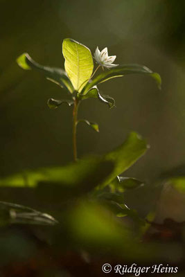 Trientalis europaea (Siebenstern), 12.5.2019