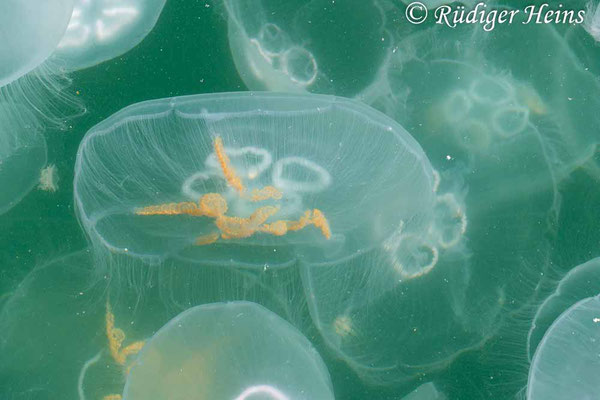 Aurelia aurita (Ohrenqualle), 14.6.2020